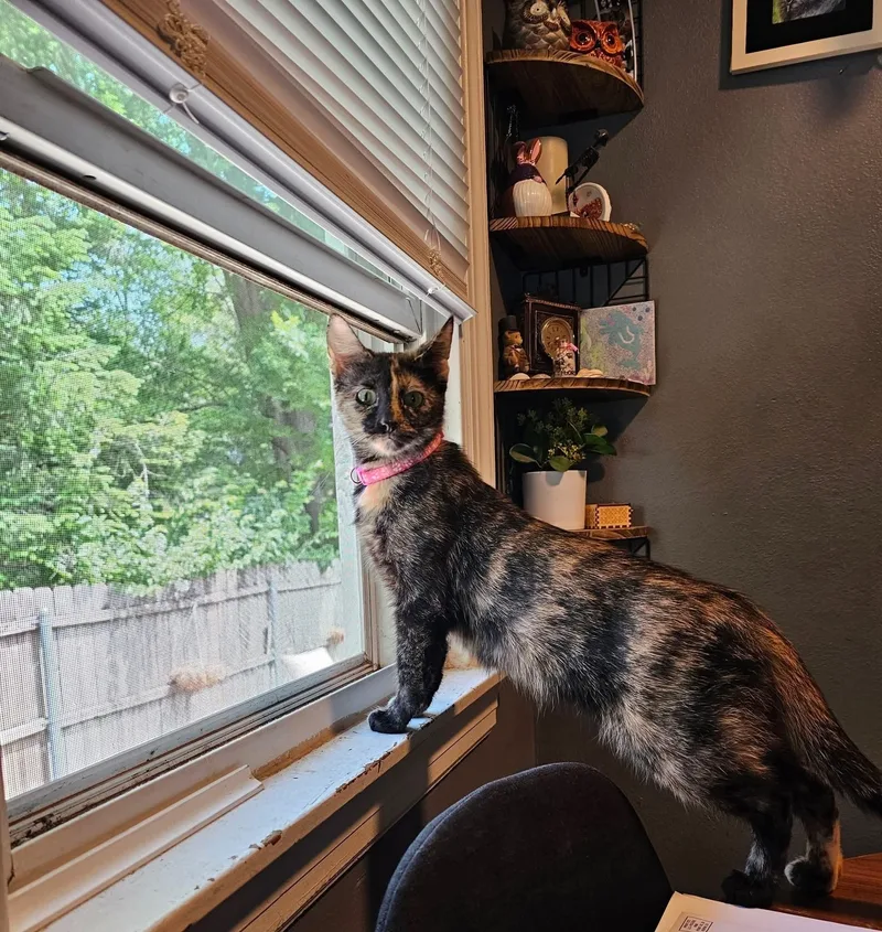 An adult medium-sized female Tortoiseshell cat named Portabella for adoption in Merrillville, IN