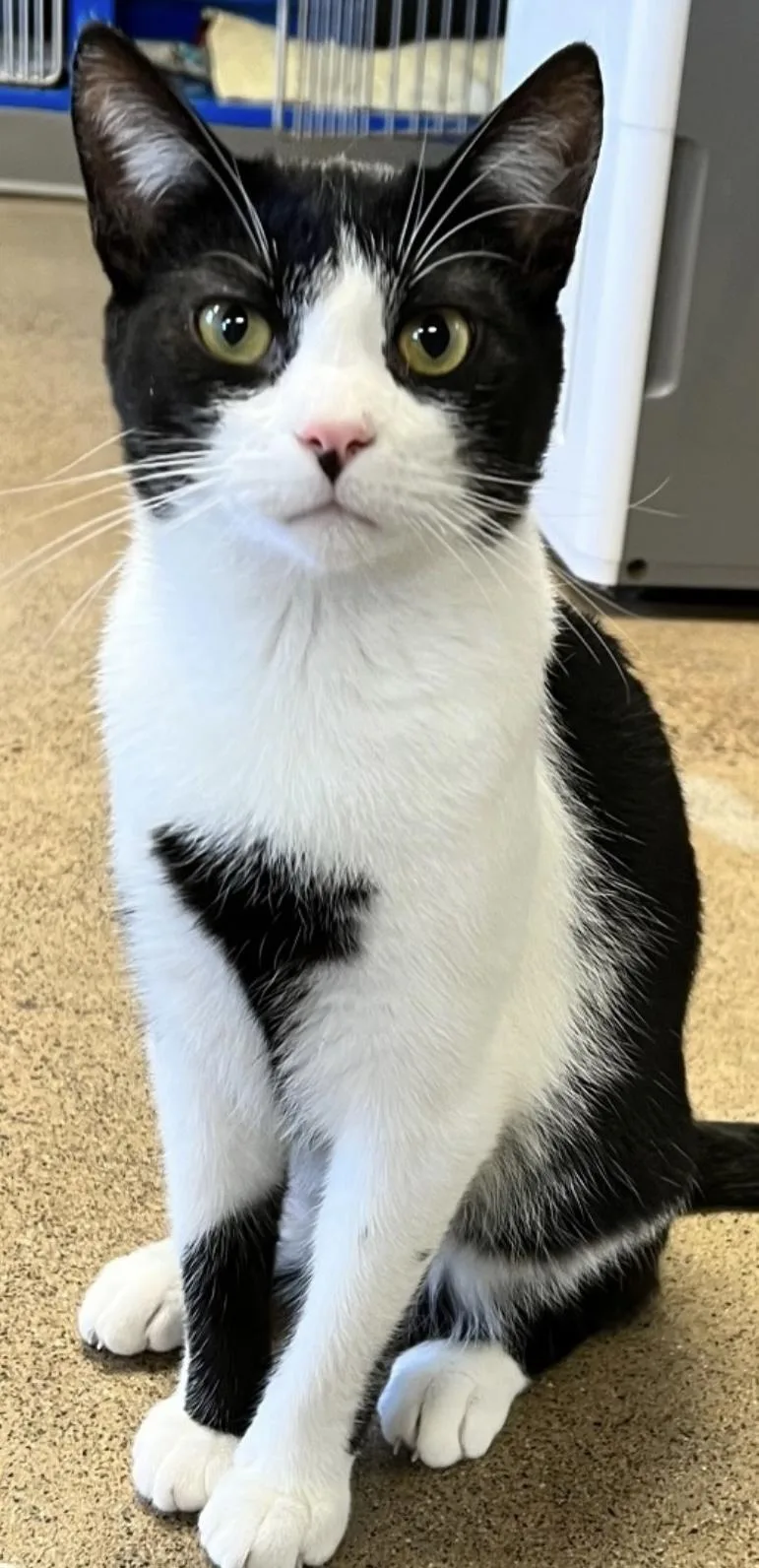 Mr. Gidget thumbnail 3