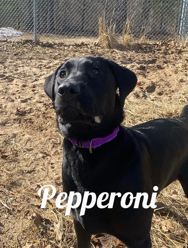 A young large-sized female Black Black Labrador Retriever dog named Pepperoni for adoption in Manistee, MI