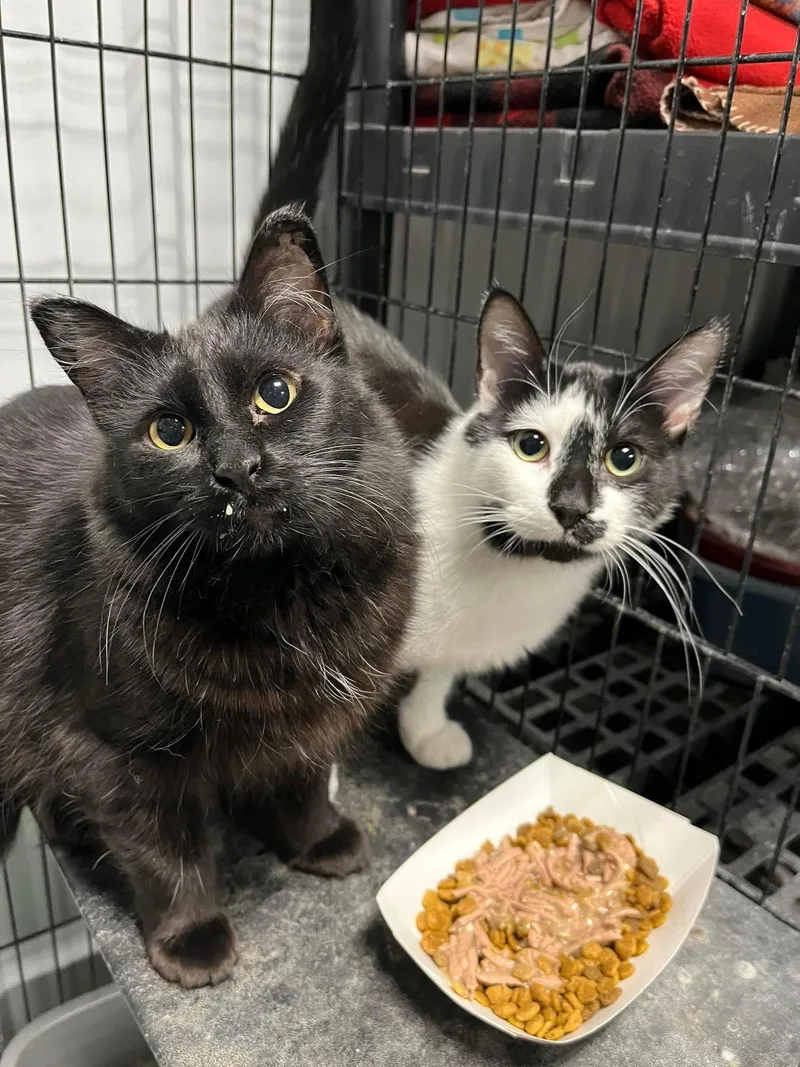 Darcy & Ken thumbnail 3