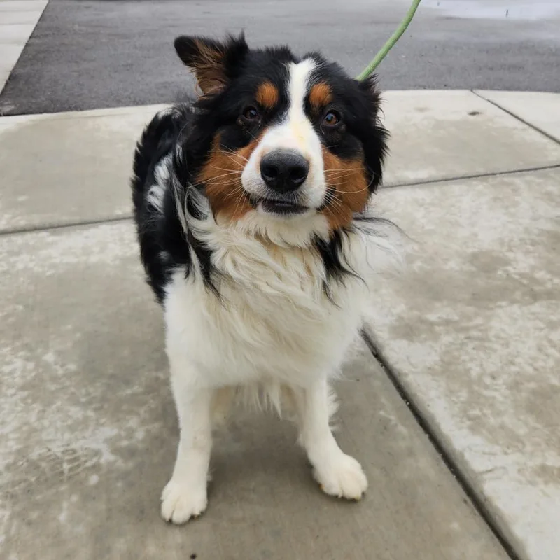 An adult medium-sized male Red / Chestnut / Orange Australian Shepherd dog named Charlie for adoption in Fort Wayne, IN