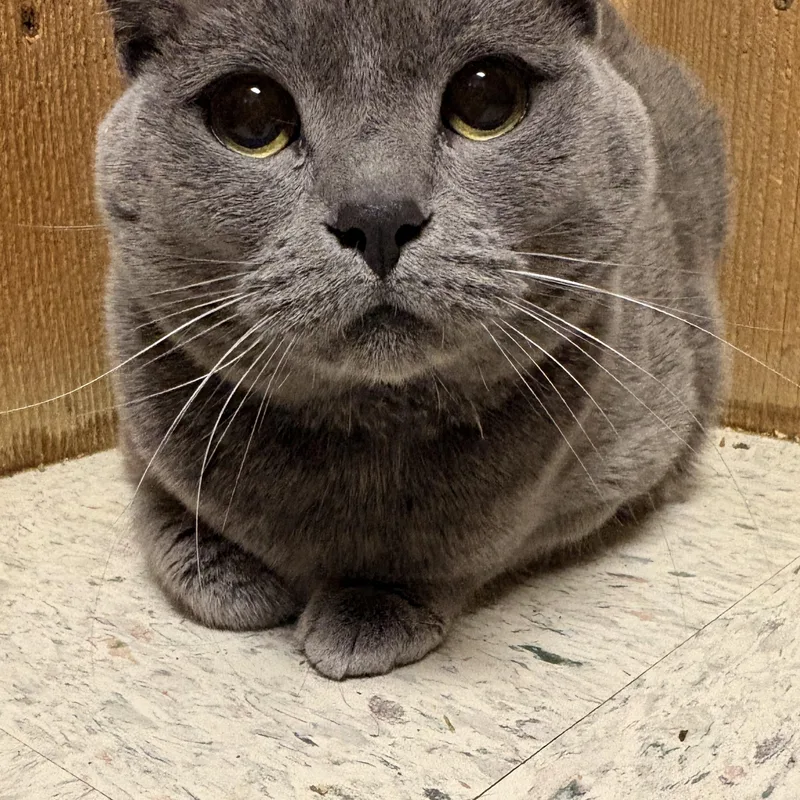 An adult medium-sized female Gray / Blue / Silver Russian Blue cat named Baloo for adoption in Spokane, WA
