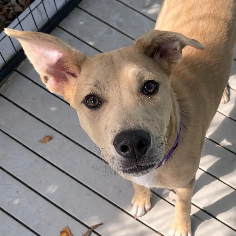 Pappy Van Winkle thumbnail 2