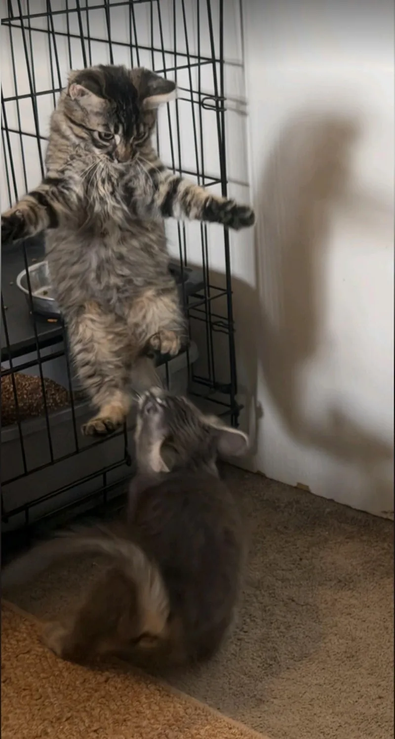 A baby medium-sized male Domestic Medium Hair cat named Granite and Basalt for adoption in Reno, NV