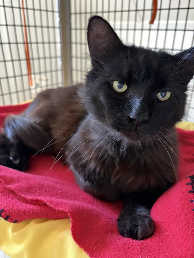 An adult medium-sized male Black Domestic Medium Hair cat named Binxie for adoption in Trenton, NJ