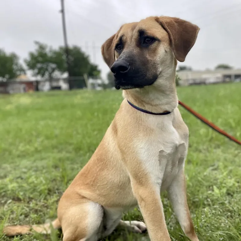 A young medium-sized female Yellow / Tan / Blond / Fawn Black Mouth Cur dog named Brenda for adoption in Wimberley, TX
