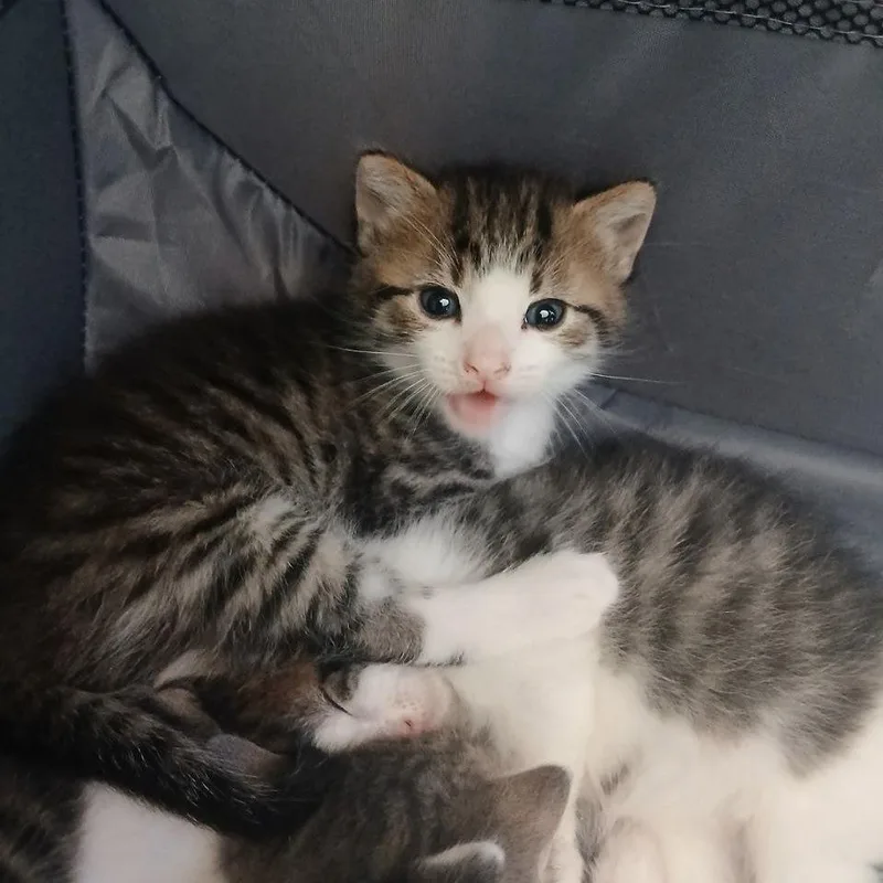 A baby small-sized male Brown / Chocolate Domestic Short Hair cat named Easter Bunny for adoption in Brooklyn, NY