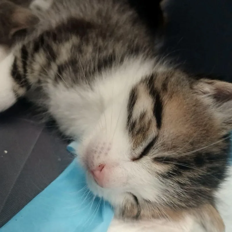 Easter Bunny thumbnail 2