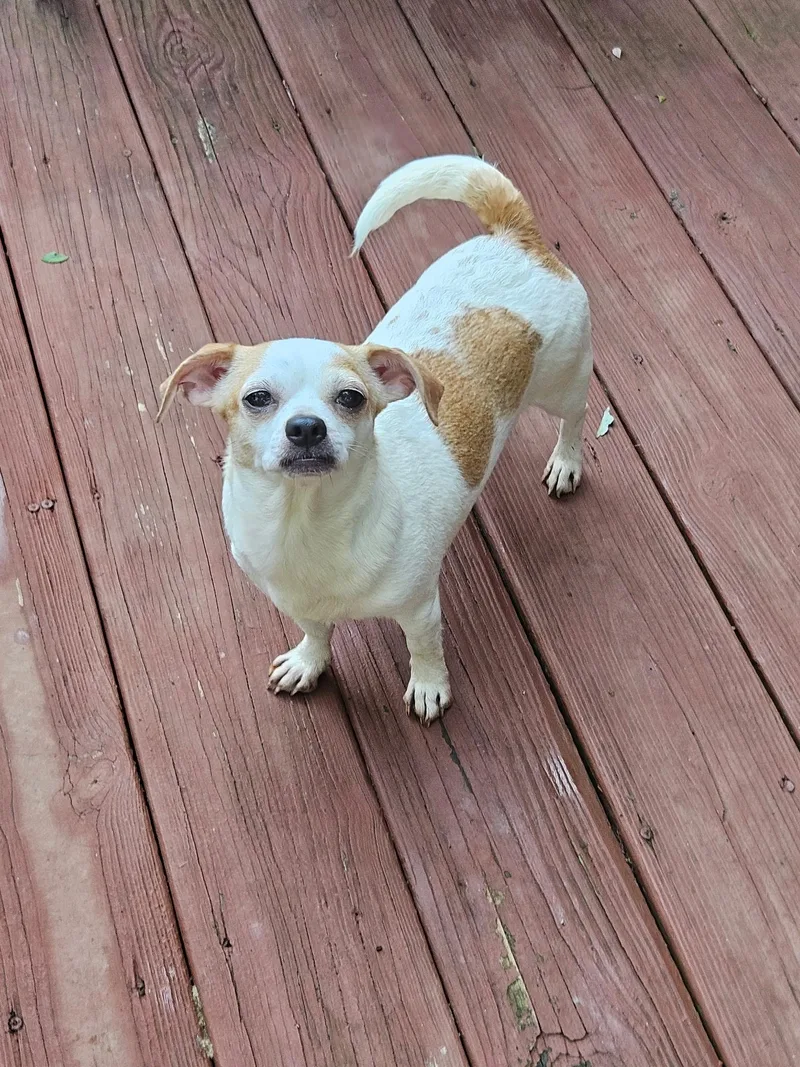An adult small-sized female Chihuahua dog named Precious for adoption in Winder, GA