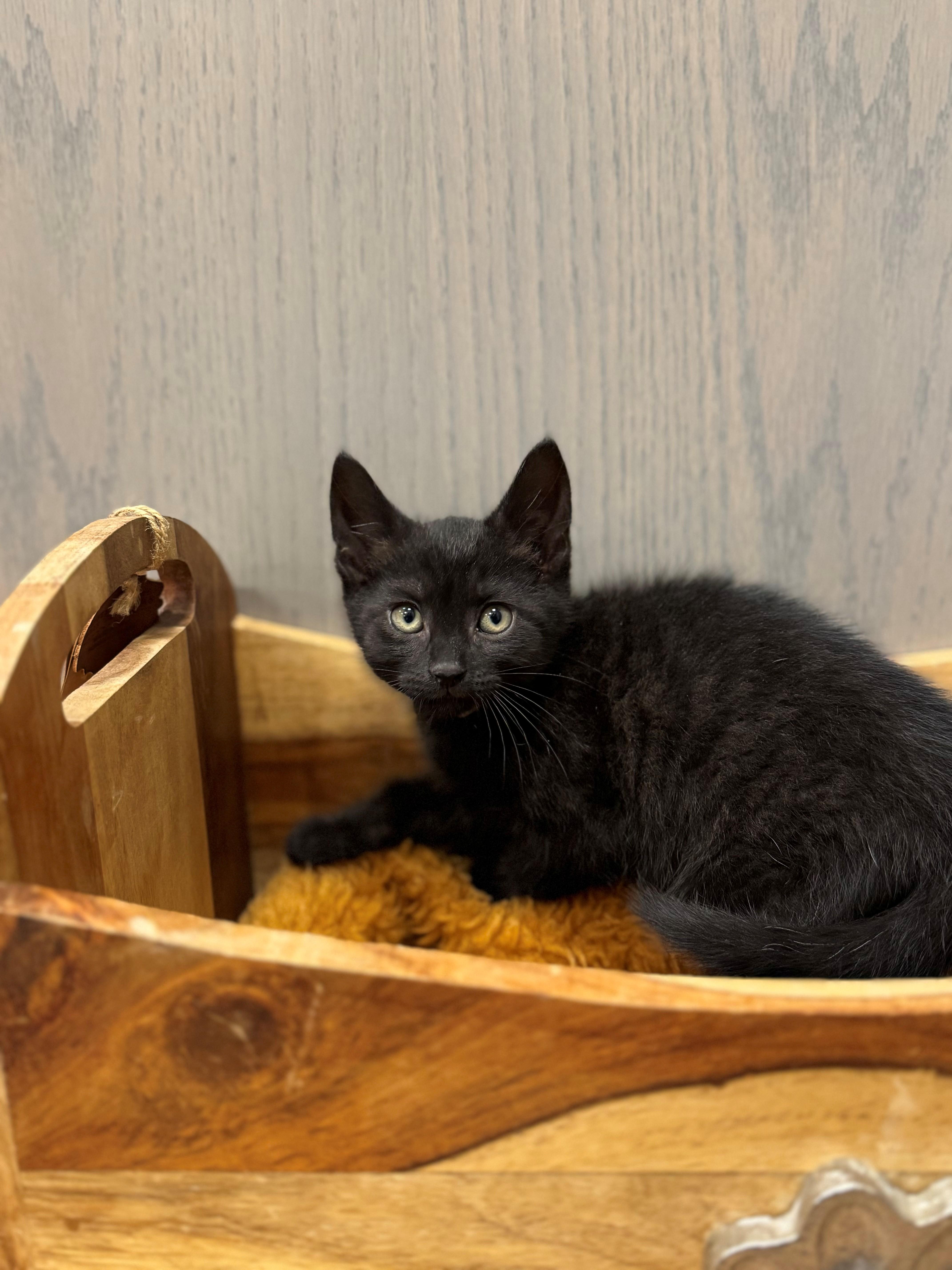 A young small-sized male Black Domestic Short Hair cat named Venus for adoption in Syosset, NY