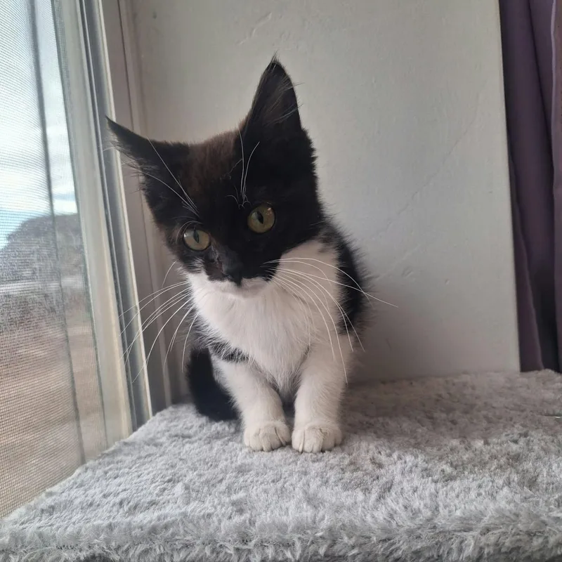 A young medium-sized female Domestic Short Hair cat named Cricket for adoption in Roosevelt, UT