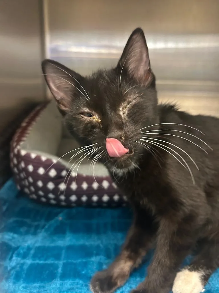A baby medium-sized female Domestic Short Hair cat named Izzy for adoption in Chico, CA