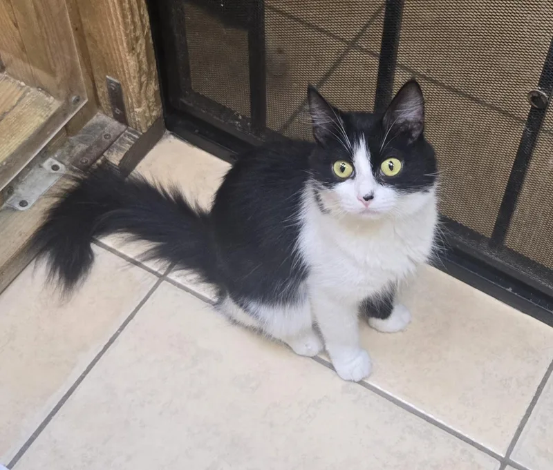 Bolita