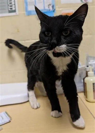 An adult small-sized male Domestic Short Hair cat named Greg for adoption in Sacramento, CA
