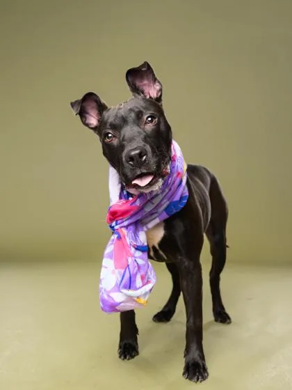 A young small-sized male American Staffordshire Terrier dog named Tazzy for adoption in Atlanta, GA