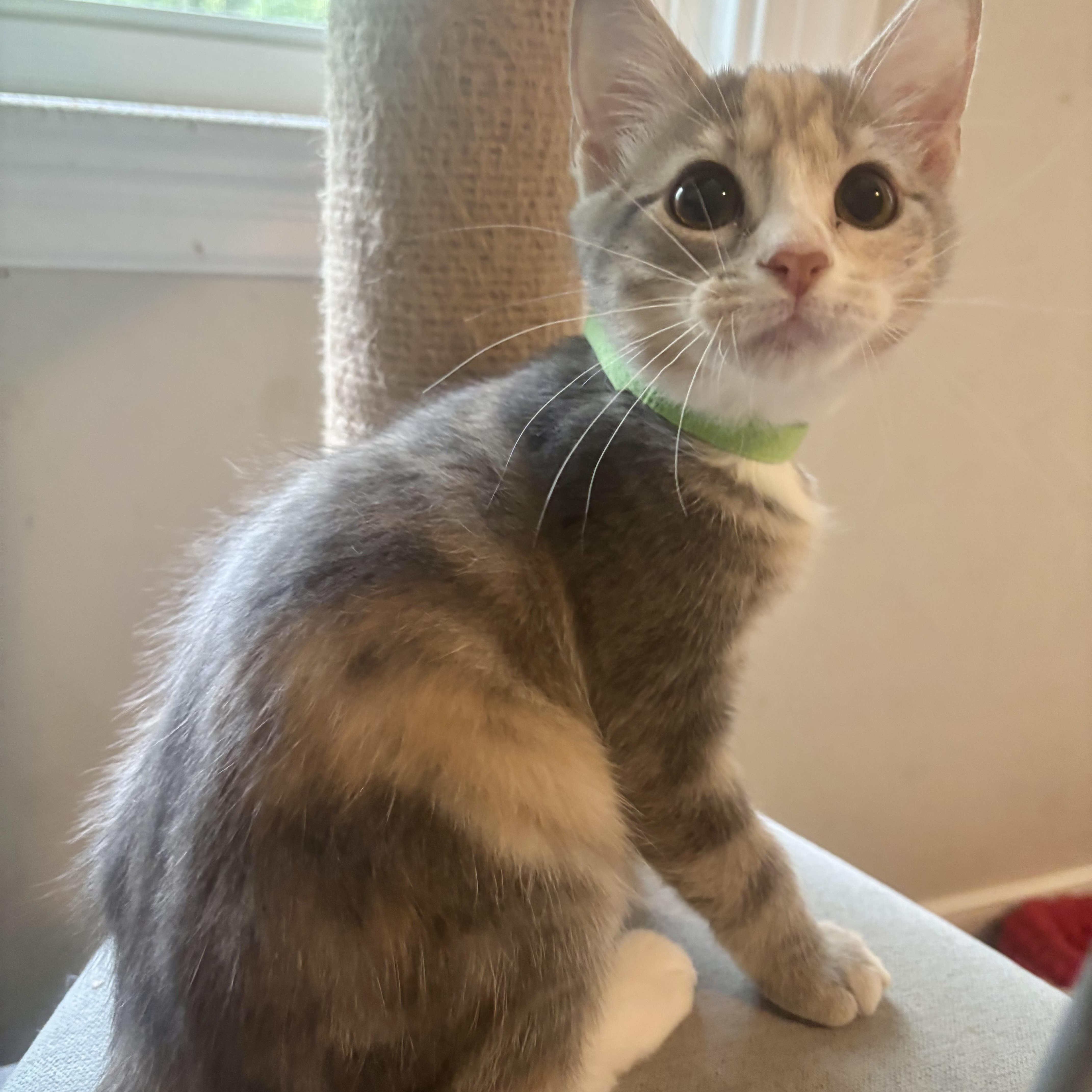 A baby small-sized female Dilute Calico Domestic Short Hair cat named Nephale for adoption in Richmond, VA