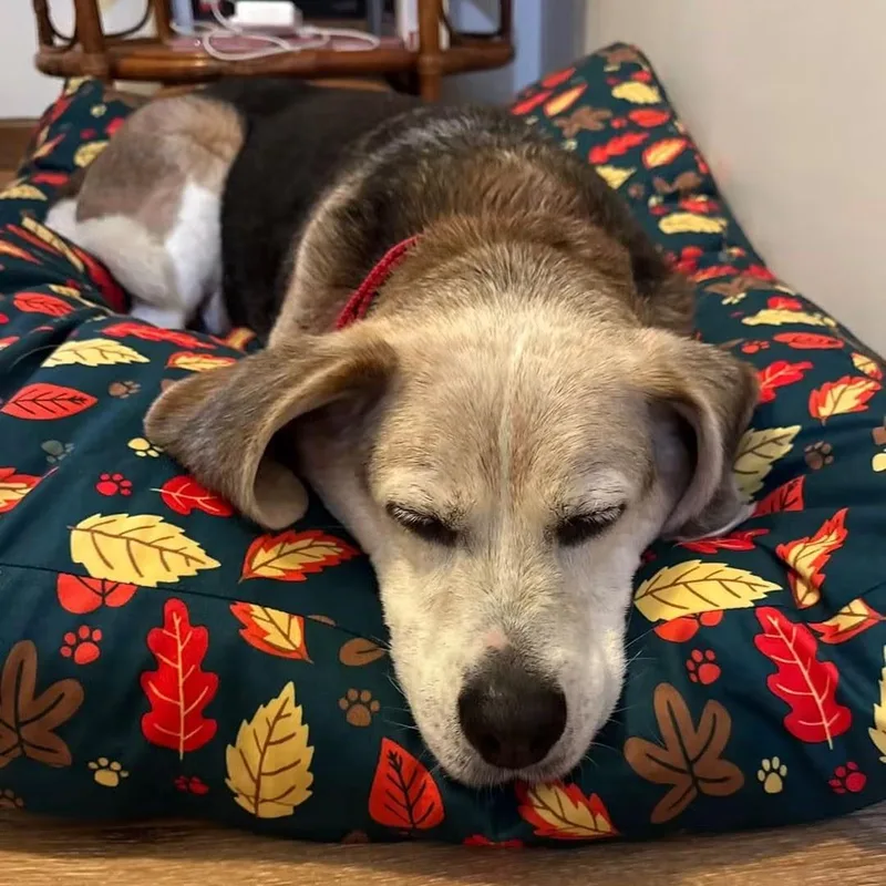 A senior medium-sized male Beagle dog named Spanky for adoption in Syracuse, NY