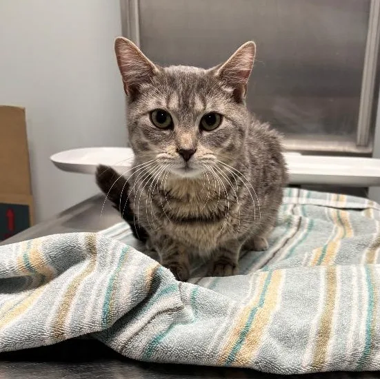 A young medium-sized female Tabby (Gray / Blue / Silver) Domestic Short Hair cat named Goober for adoption in North Haven, CT