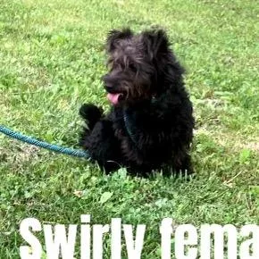 A young small-sized female Black Terrier dog named Swirly for adoption in Falls Church, VA