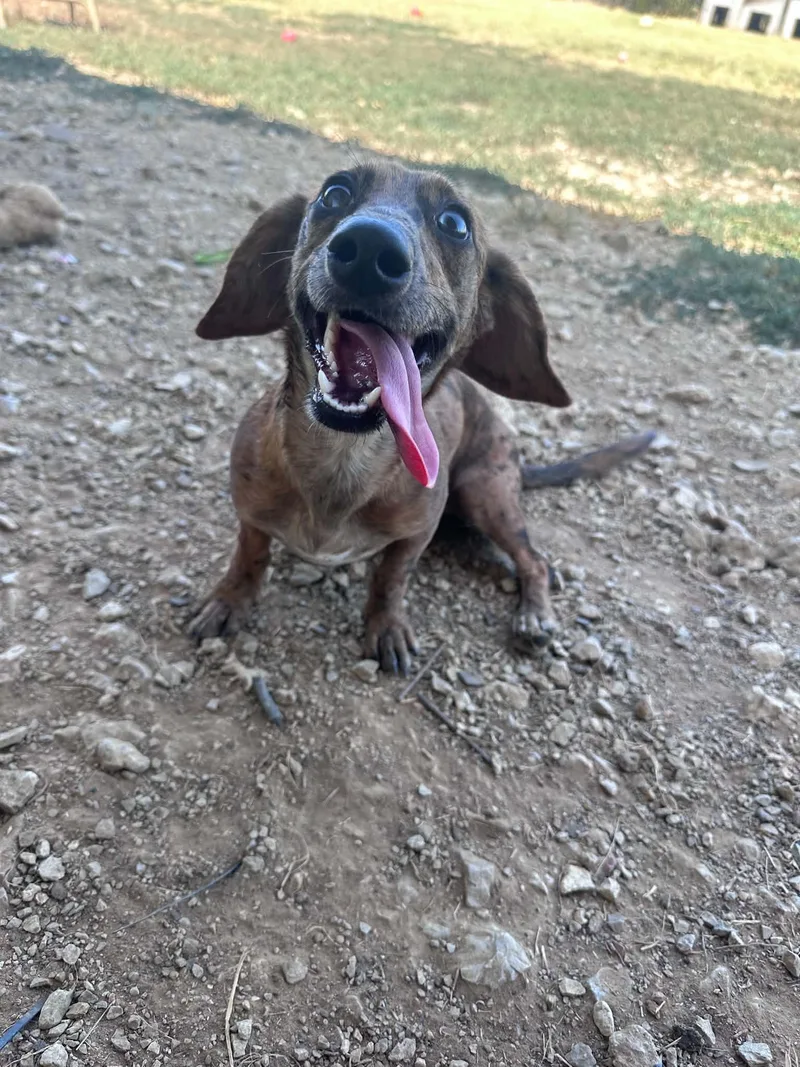 An adult small-sized female Merle (Red) Dachshund dog named Lola for adoption in Graham, TX
