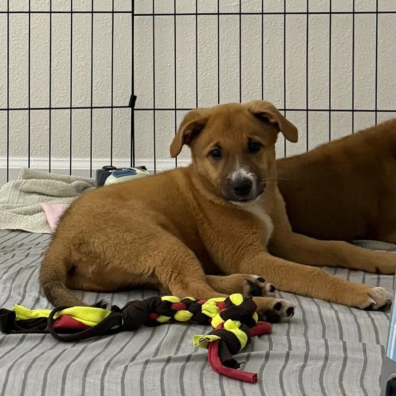 A baby small-sized male Brown / Chocolate Mixed Breed dog named Sharmar for adoption in Fredericksburg, VA