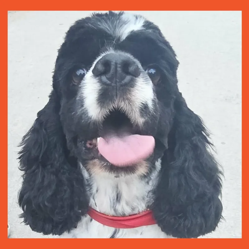 A young medium-sized male Cocker Spaniel dog named Specs for adoption in San Francisco, CA