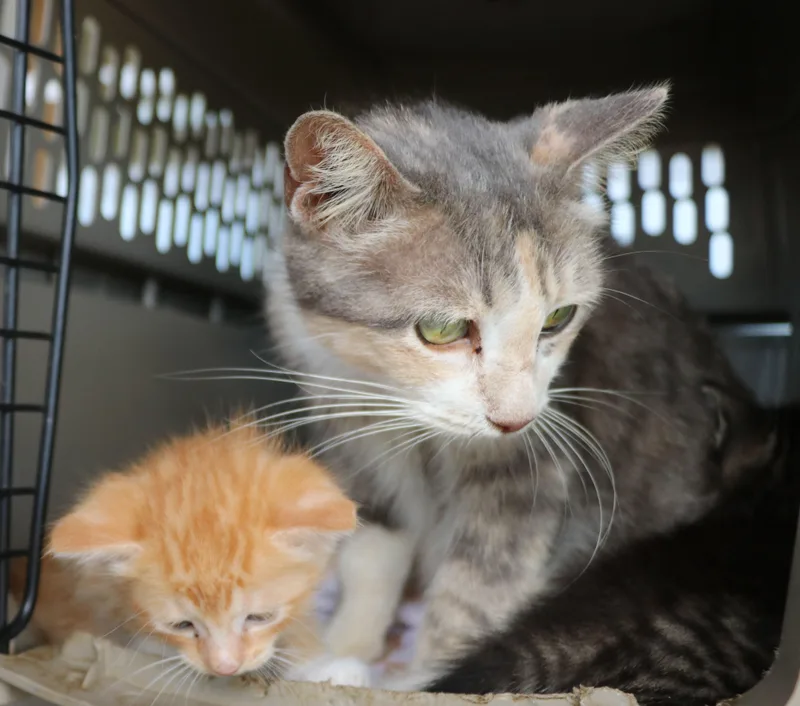 A young medium-sized female Gray & White Domestic Short Hair cat named Sparky Anderson for adoption in Pflugerville, TX