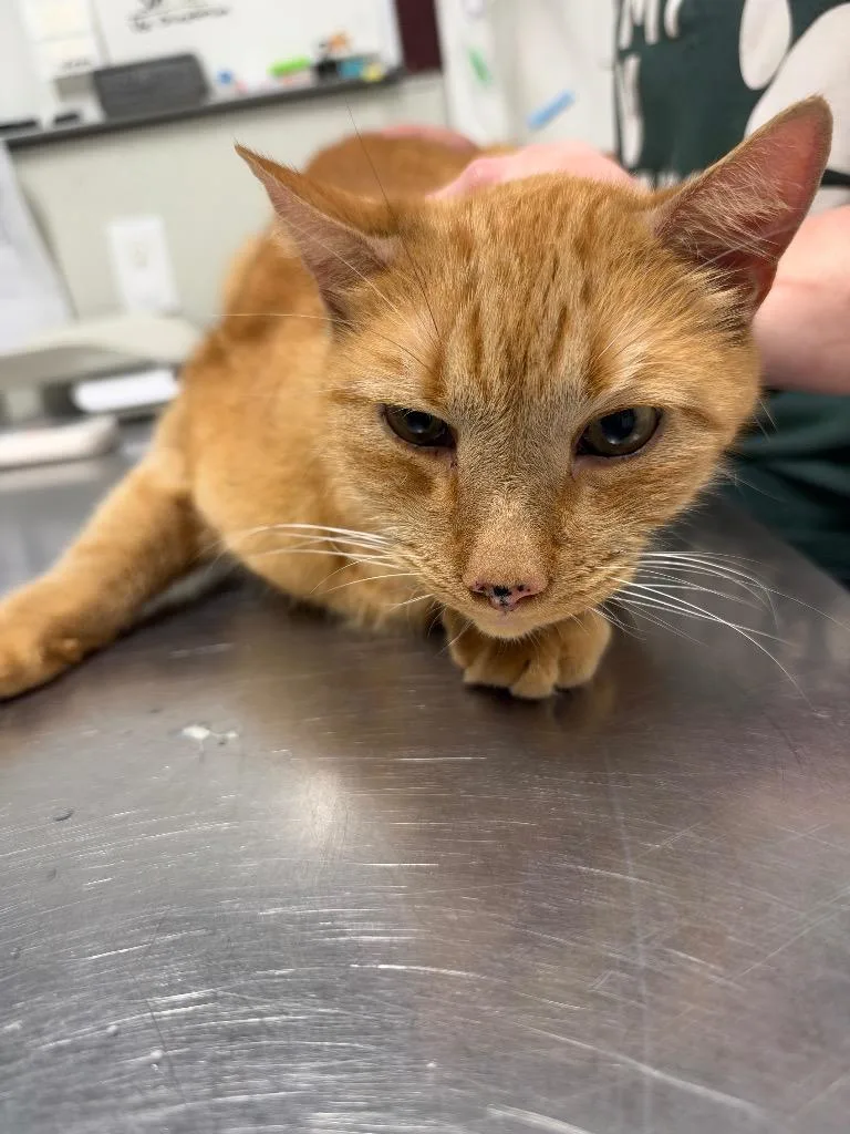 A senior medium-sized male Domestic Short Hair cat named Loaf for adoption in Fall River, MA