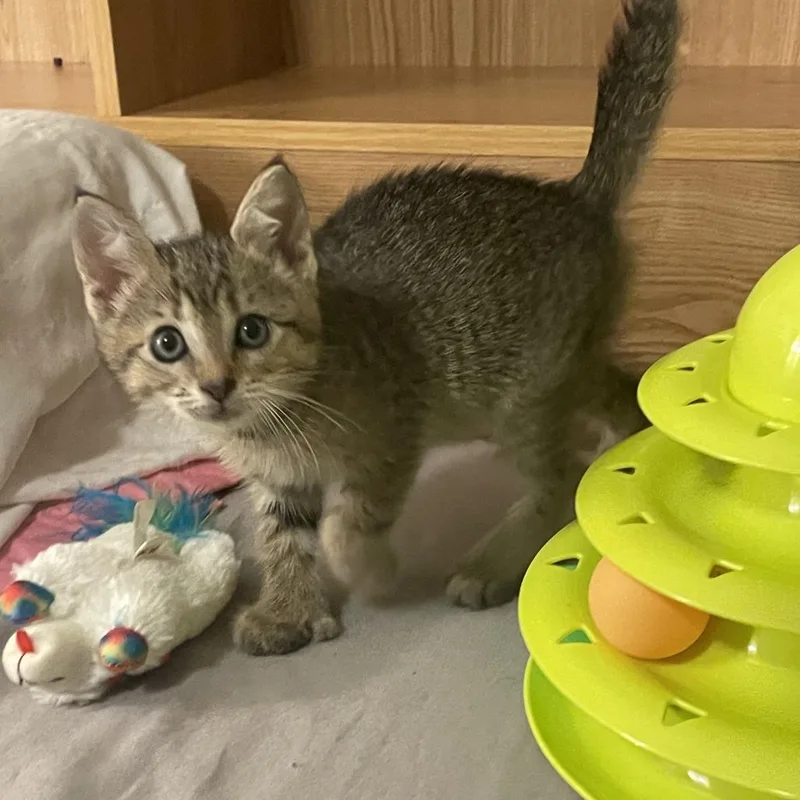 A baby small-sized female Brown / Chocolate Domestic Short Hair cat named Diesel for adoption in Springfield, IL