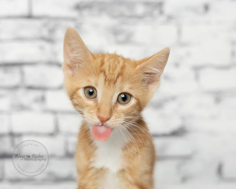 A baby medium-sized female Tabby (Orange / Red) Domestic Short Hair cat named Chedder for adoption in Tuscaloosa, AL