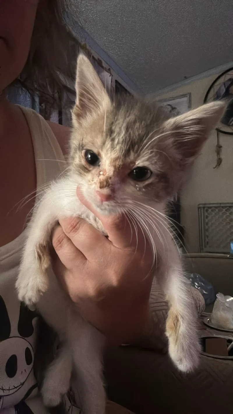 A baby small-sized female Domestic Short Hair cat named Kari for adoption in Randolph, AL