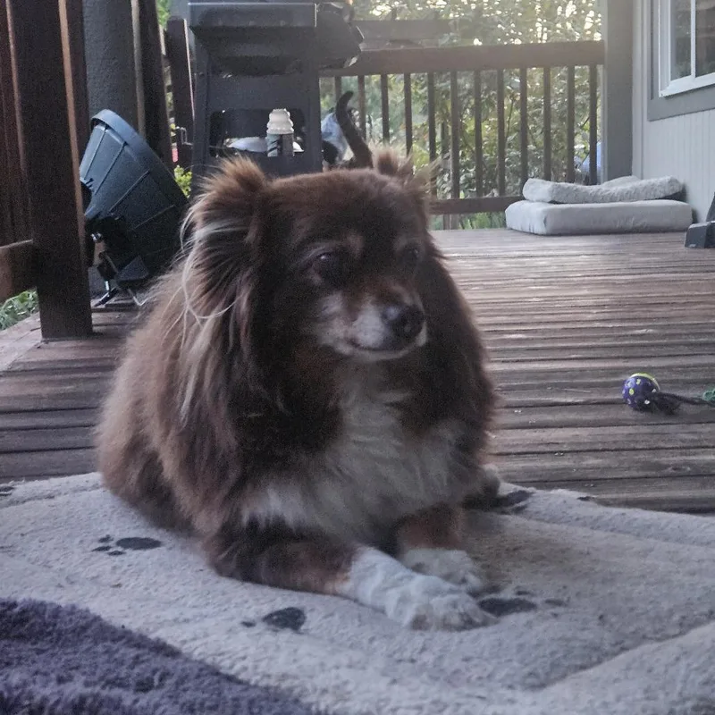 A senior small-sized male Brown / Chocolate Australian Shepherd dog named Cj for adoption in Corvallis, OR
