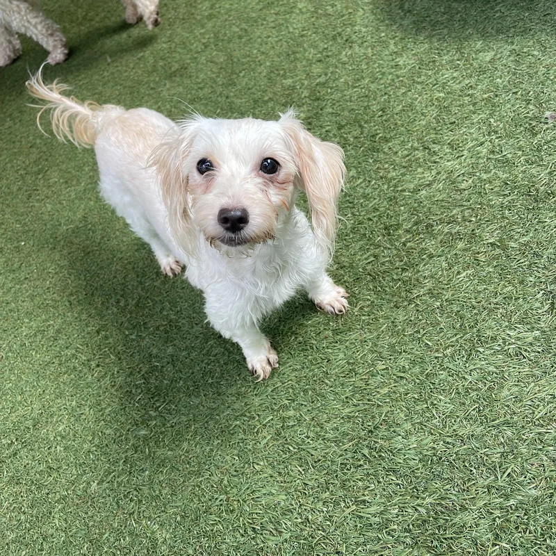 An adult small-sized female Maltese dog named Kanga for adoption in Baton Rouge, LA