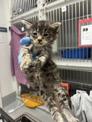 A baby small-sized male Domestic Short Hair cat named Rowan for adoption in Cumming, GA