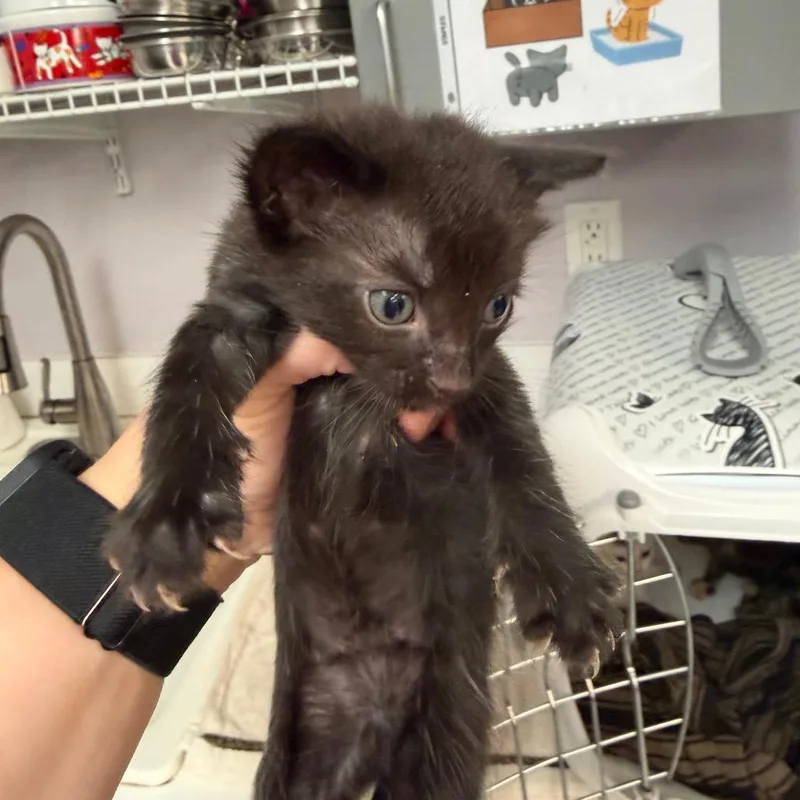 A baby small-sized male Black Domestic Short Hair cat named Topaz for adoption in Port Charlotte, FL