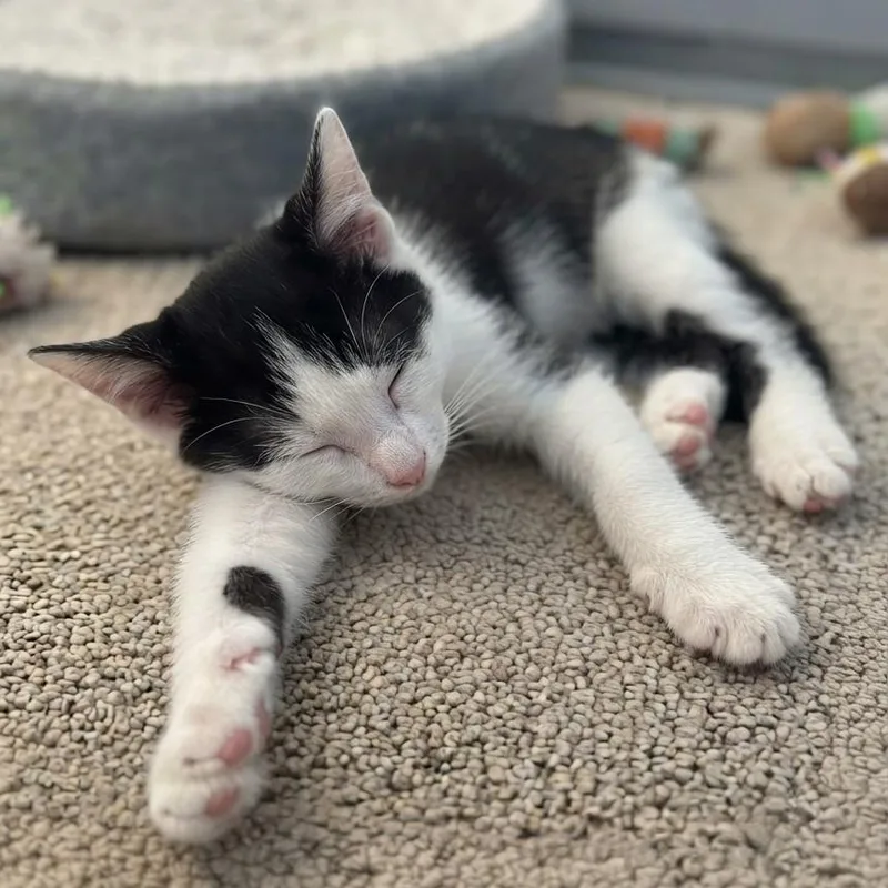 A baby medium-sized female Black & White / Tuxedo Tuxedo cat named Lolapalooza for adoption in Allen, TX