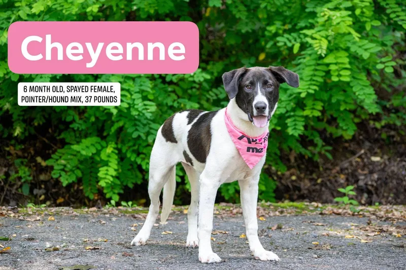 Cheyenne