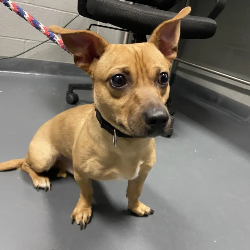 An adult small-sized male Yellow / Tan / Blond / Fawn Mixed Breed dog named Oscar Mayer for adoption in Allentown, PA