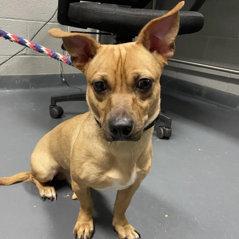 Oscar Mayer thumbnail 2