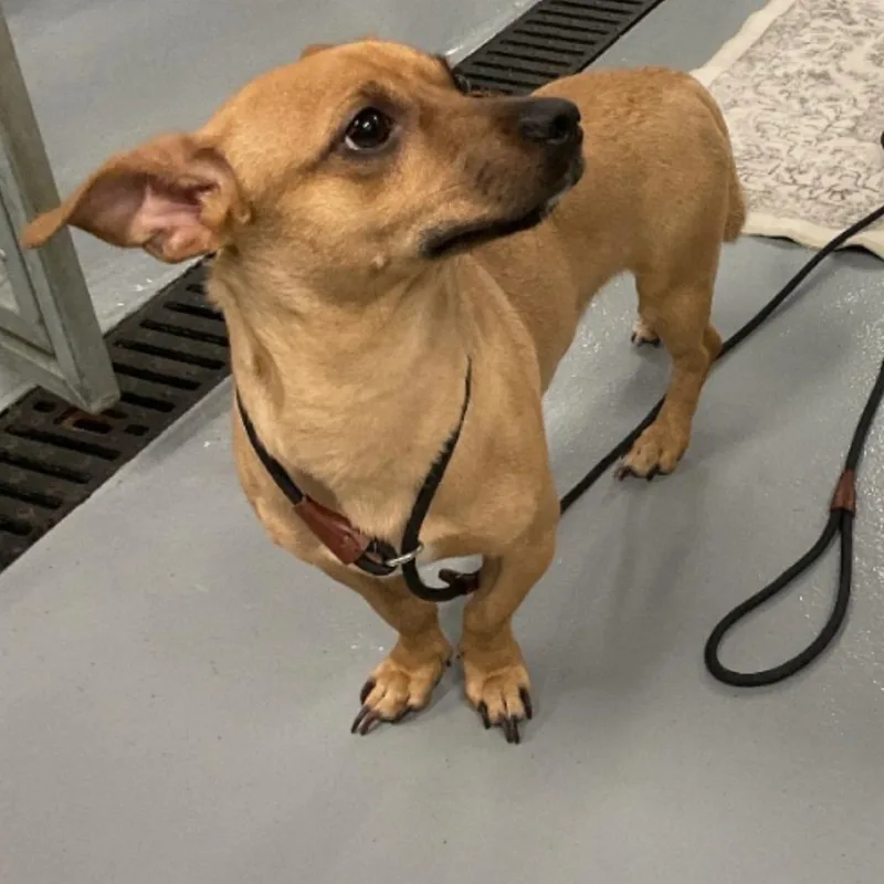 Oscar Mayer thumbnail 3