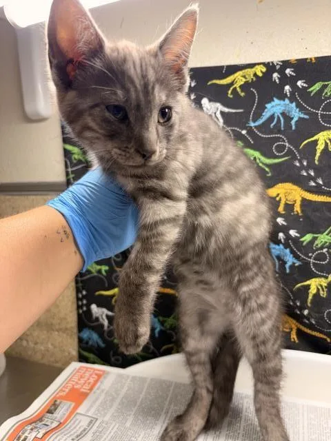 A baby small-sized male Domestic Short Hair cat named Luke for adoption in Riverside, CA