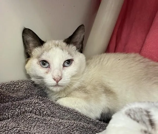 A young small-sized female Domestic Long Hair cat named Pancake for adoption in San Diego, CA