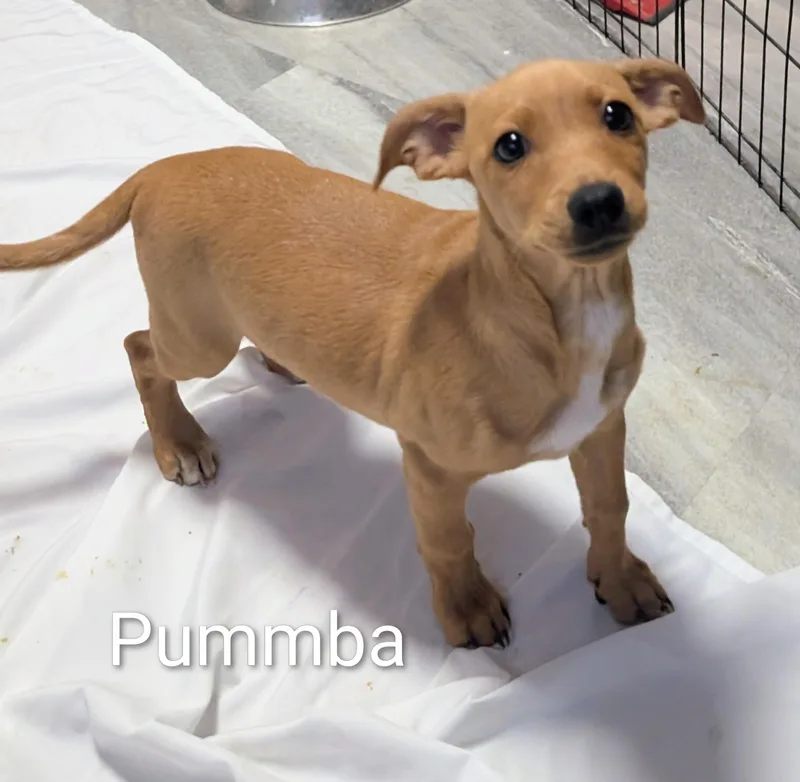 Pummba thumbnail 4