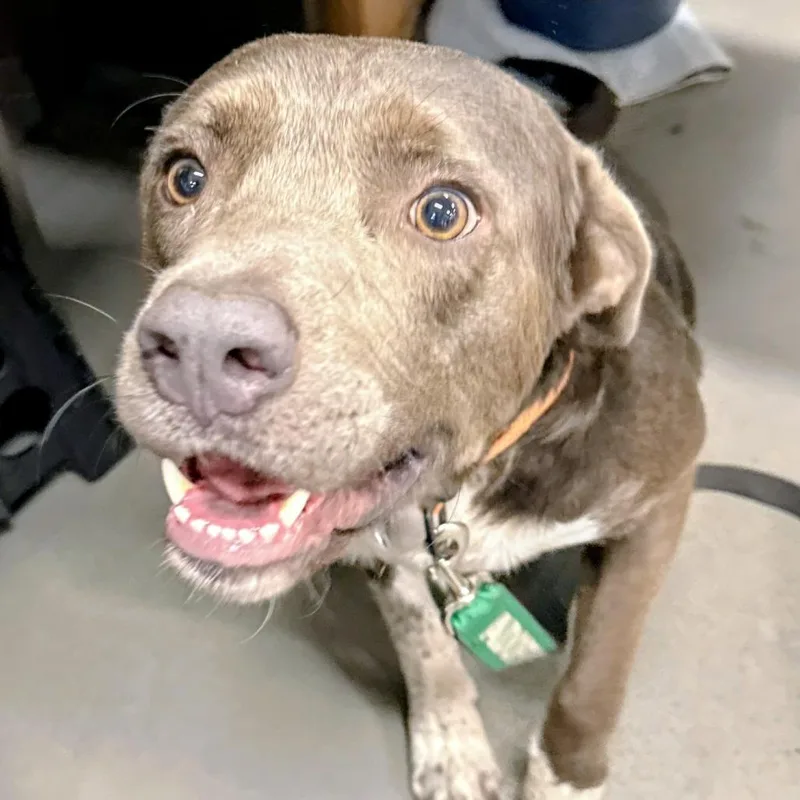An adult medium-sized male Gray / Blue / Silver Pit Bull Terrier dog named Boo Boo for adoption in Wake Forest, NC