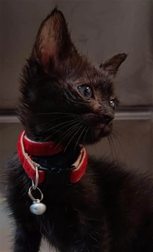 A baby small-sized male Domestic Short Hair cat named Huey for adoption in Houston, TX