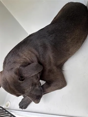 A young large-sized male Labrador Retriever dog named A for adoption in Houston, TX