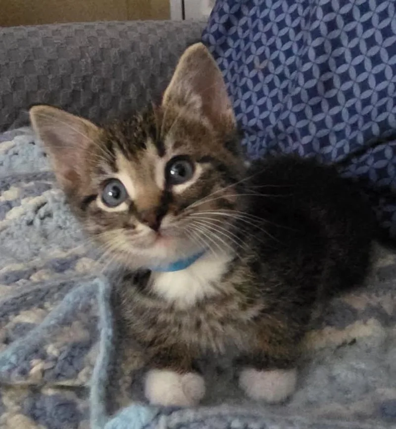 A baby medium-sized male Tabby (Brown / Chocolate) Domestic Short Hair cat named Hudson for adoption in Tomah, WI