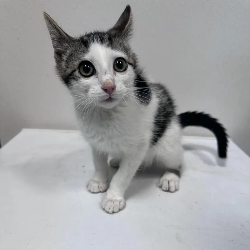 A baby medium-sized male Tabby (Brown / Chocolate) Domestic Short Hair cat named Screech for adoption in Graham, TX