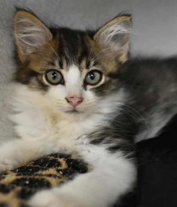 A young medium-sized female Tabby (Brown / Chocolate) Domestic Medium Hair cat named Cricket for adoption in Marietta, GA