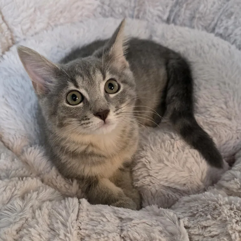 A young medium-sized male Tabby cat named Sapphire for adoption in Greensboro, NC